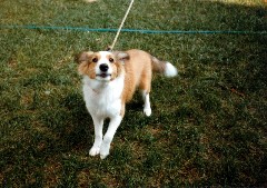 Wild Honey dog